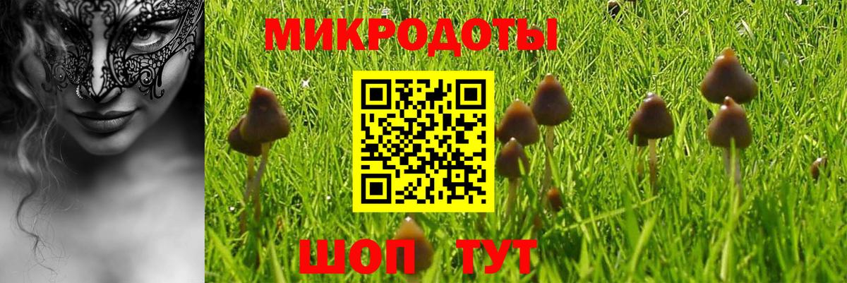 Галлюциногенные грибы Psilocybe Урюпинск